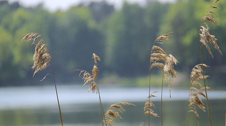 Uzazi.nl_natuur_1