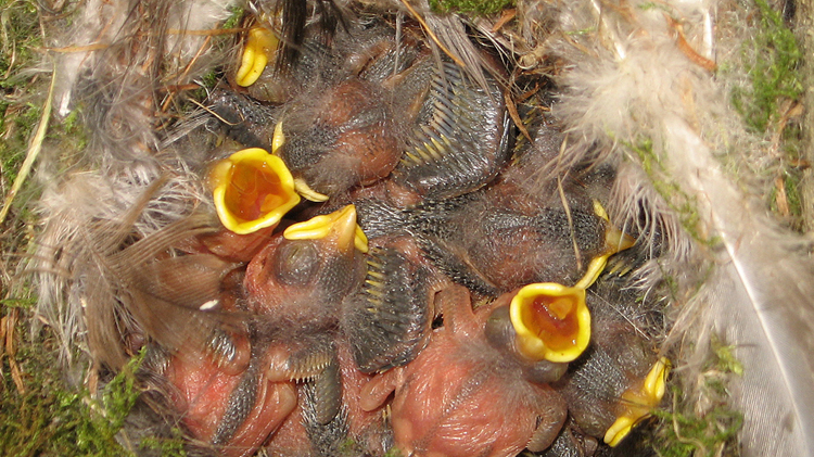 Uzazi.nl_natuur_3